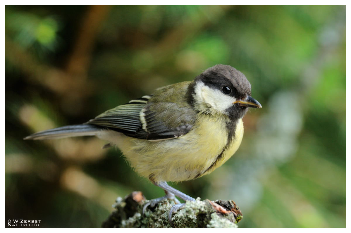 - Junge Kohlmeise - ( Parus major )