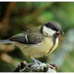 - Junge Kohlmeise - ( Parus major )