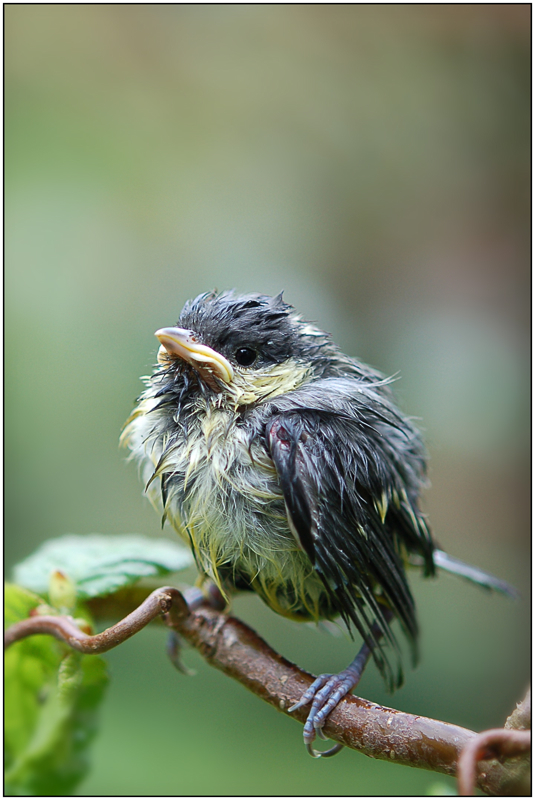 Junge Kohlmeise... Regentag... Foto & Bild | tiere, wildlife, wild lebende vögel Bilder auf ...