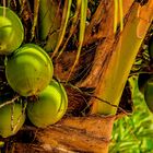 Junge Kokosnüsse