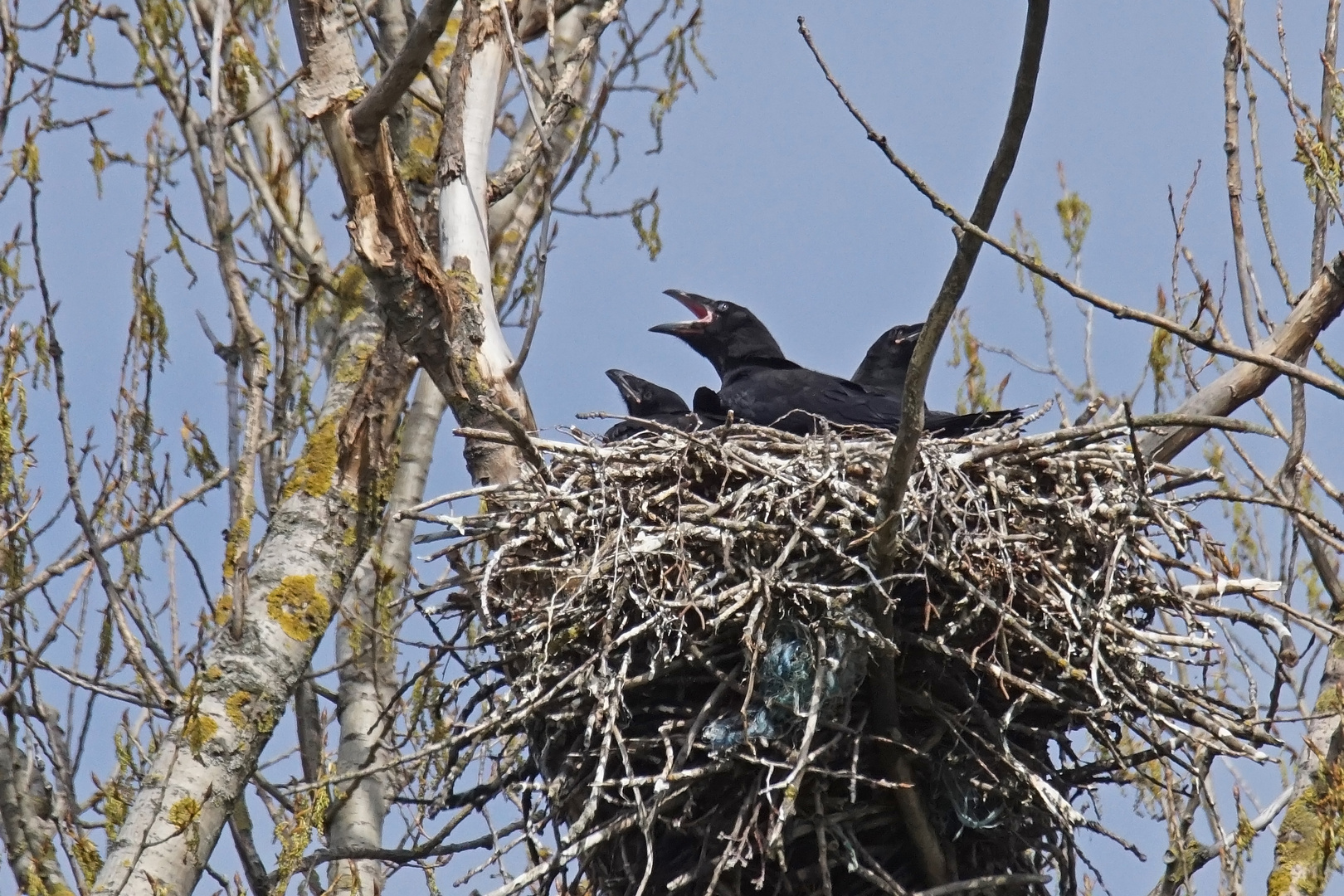 Junge Kolkraben (Corvus corax)