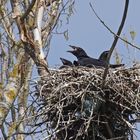 Junge Kolkraben (Corvus corax)