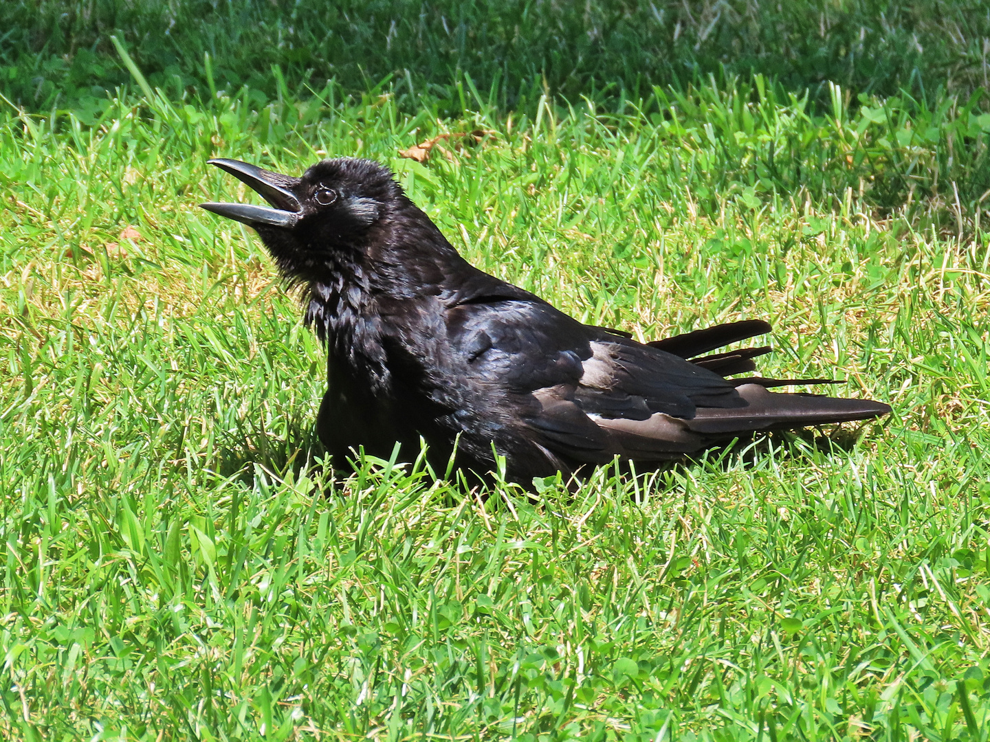 Junge Krähe im Verna-Park