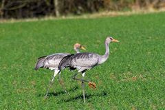 Junge Kraniche in einem Feld beim Lac du Der-Chantecoq