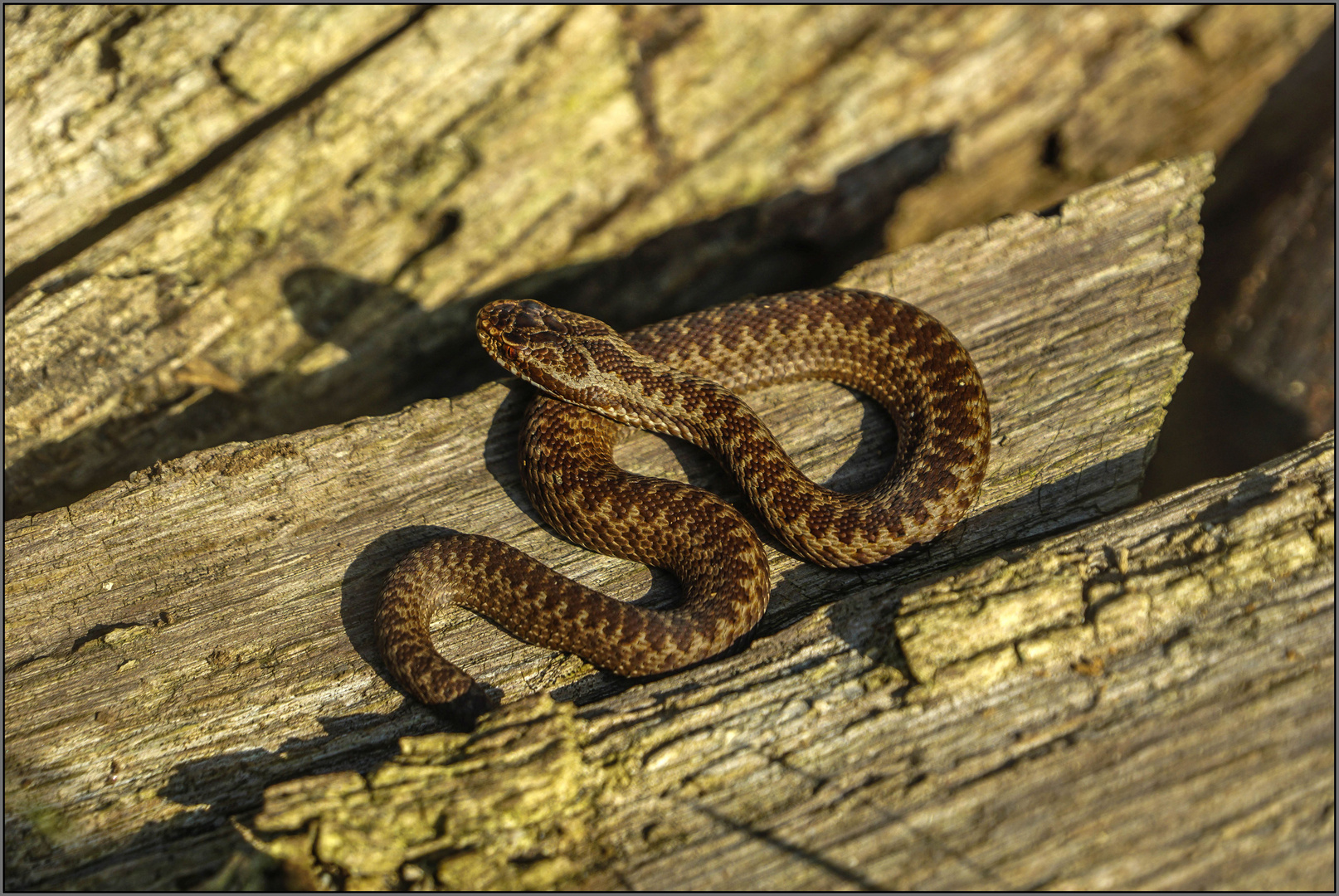 Bild von Kreuzotter: The Ultimate Guide to Drawing, Coloring, and Painting