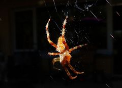 junge Kreuzspinne vor meiner Terrasse