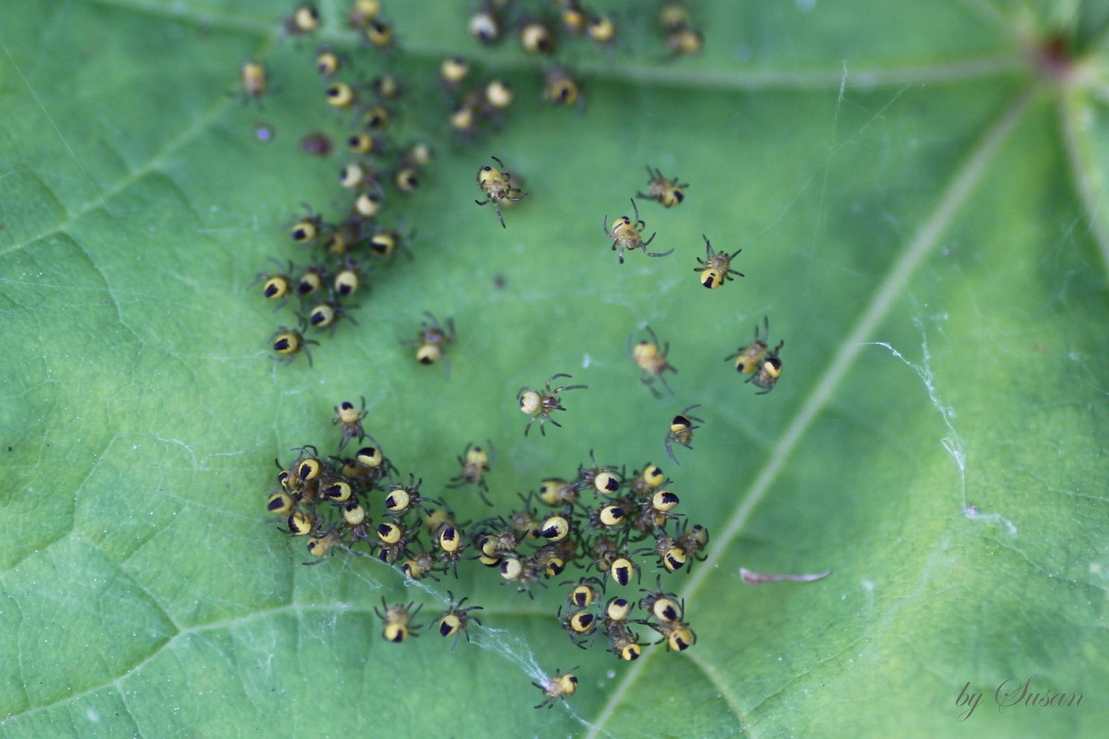 junge Kreuzspinnen Foto & Bild tiere, natur Bilder auf