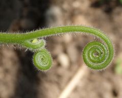 Junge Kürbistriebe in Spiralform