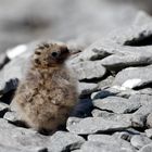 Junge Küstenseeschwalbe auf der Insel Vigur - Westfjorde Island 2015