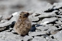 Junge Küstenseeschwalbe auf der Insel Vigur - Westfjorde Island 2015