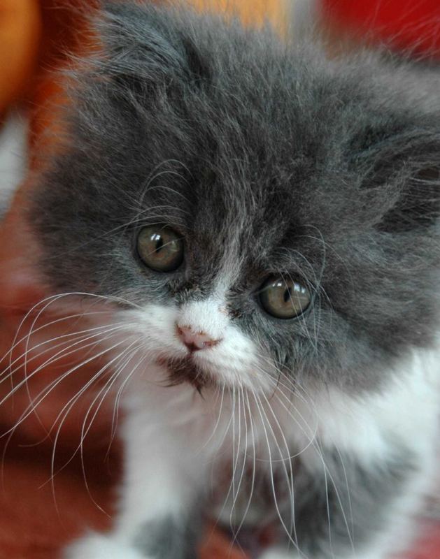Junge kuschelige Nachbarin Foto & Bild tiere, haustiere, katzen