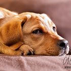 Junge Labrador-Hündin auf der Couch