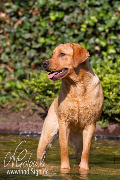 Junge Labrador-Hündin