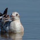 junge Lachmöwe (Chroicocephalus ridibundus, Syn.: Larus ridibundus)