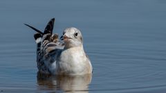 junge Lachmöwe (Chroicocephalus ridibundus, Syn.: Larus ridibundus)