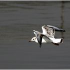 Junge Lachmöwe im Flug