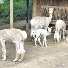 Junge Lamas in Mondo Verde