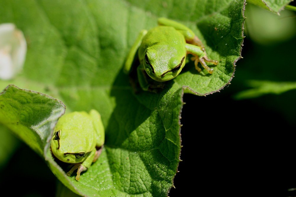 Junge Laubfrösche (Hyla arborea) aus Klepelshagen (Landkreis Uecker-Randow)