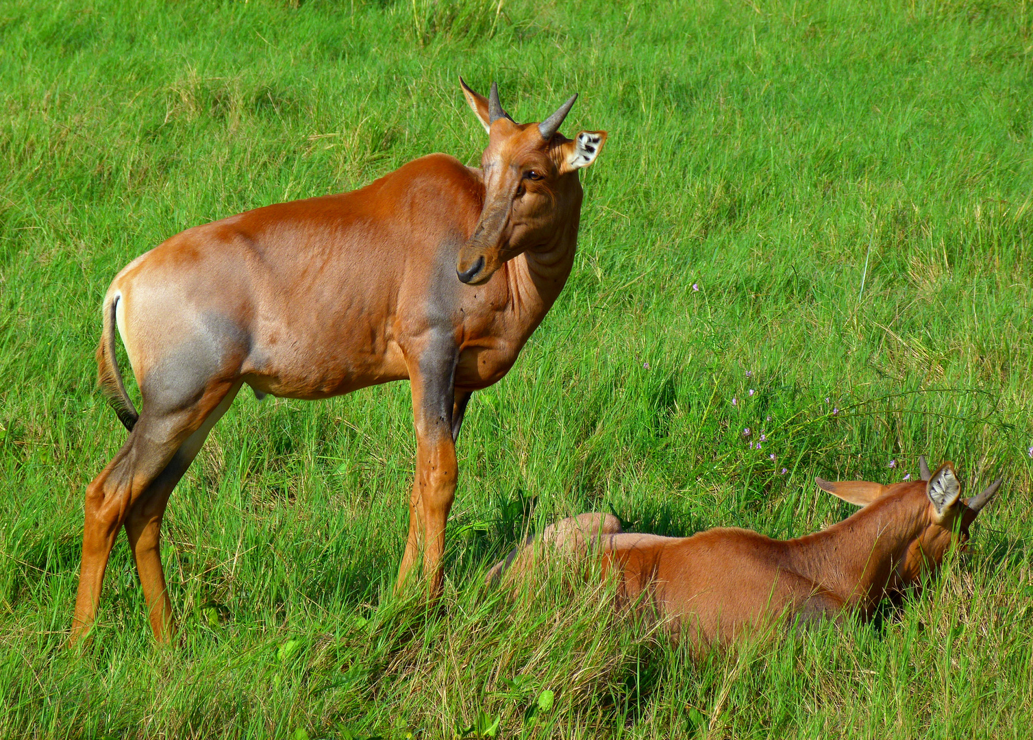 junge Leierantilopen im Moremi-park