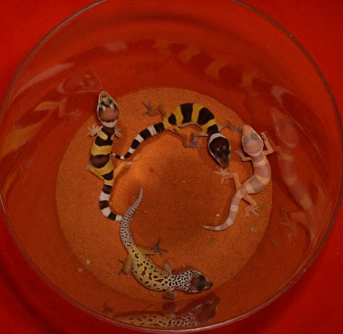 junge Leopardgeckos in 4 verschiedenen Farbschlägen