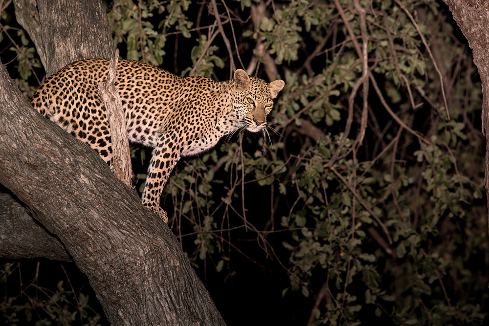 Junge Leopardin