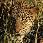 Junge Leopardin
