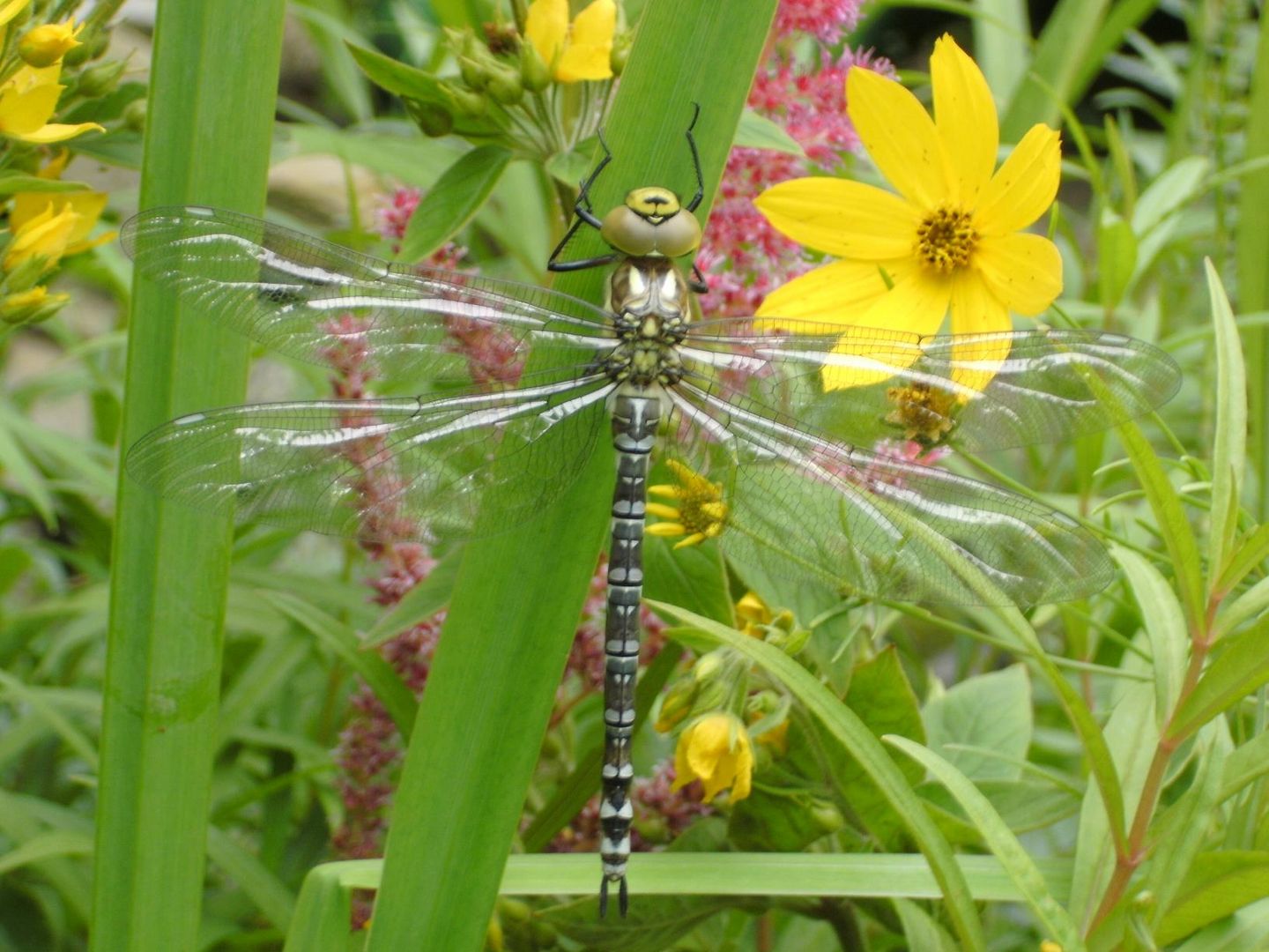 Junge Libelle