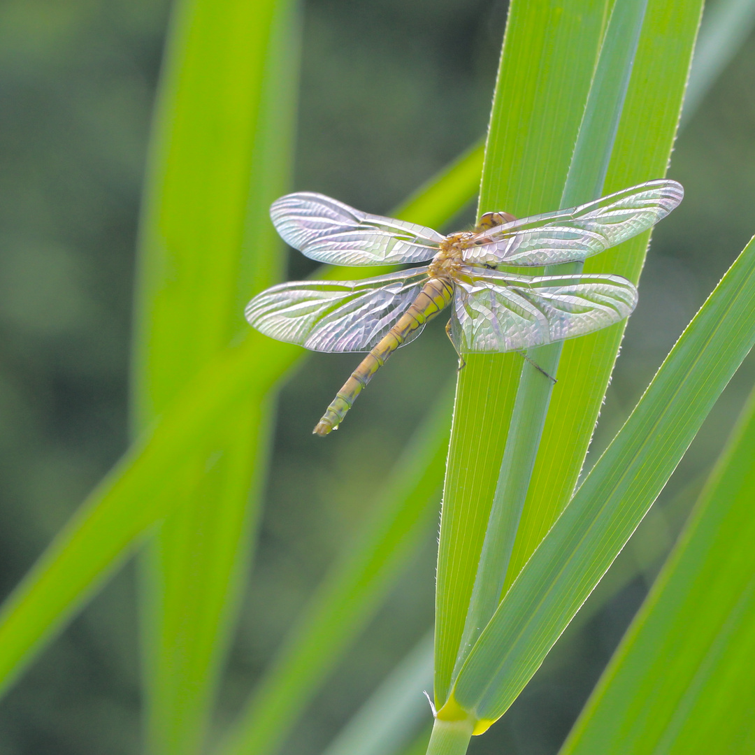 junge Libelle im Schilf