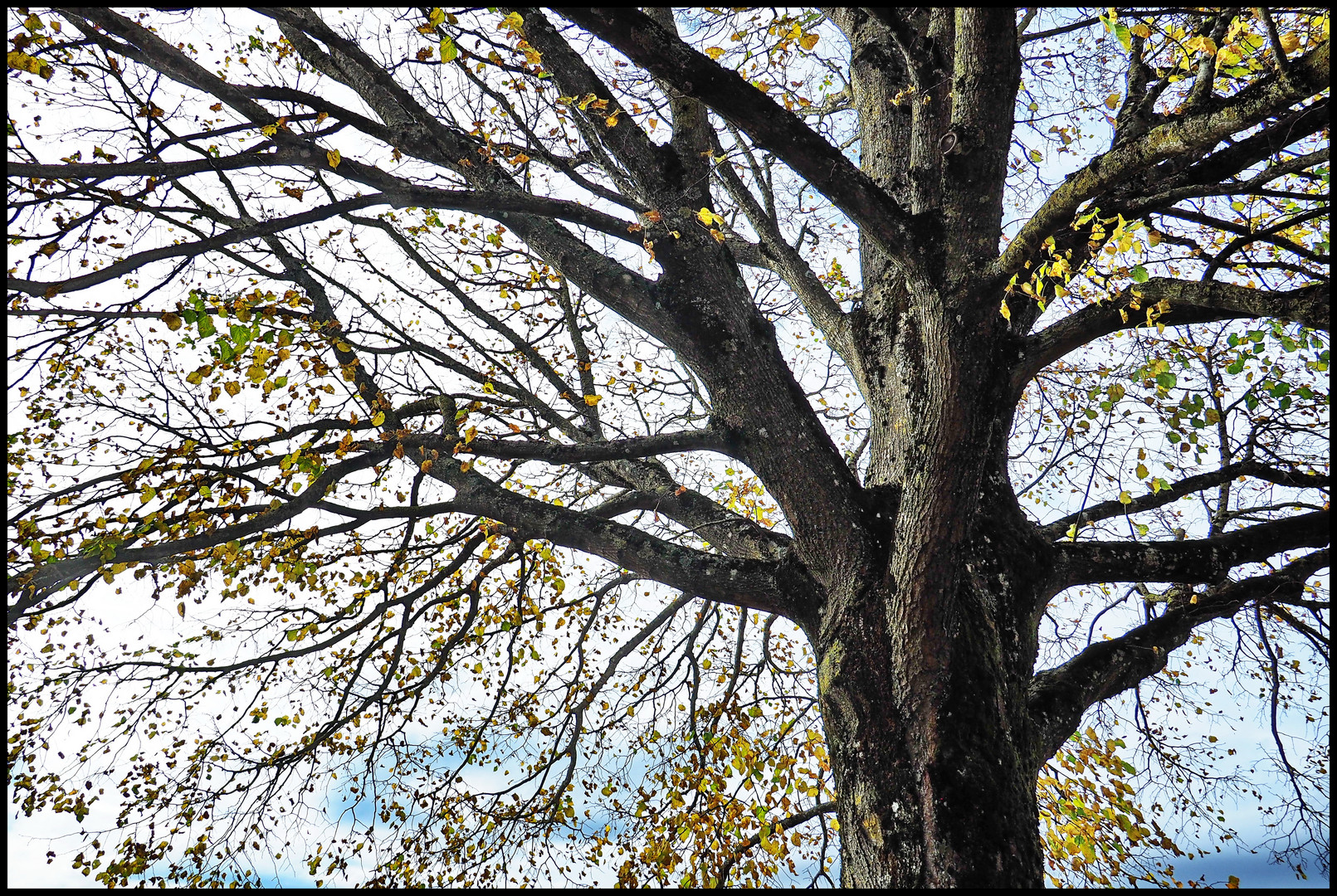 Junge Linde im Herbst