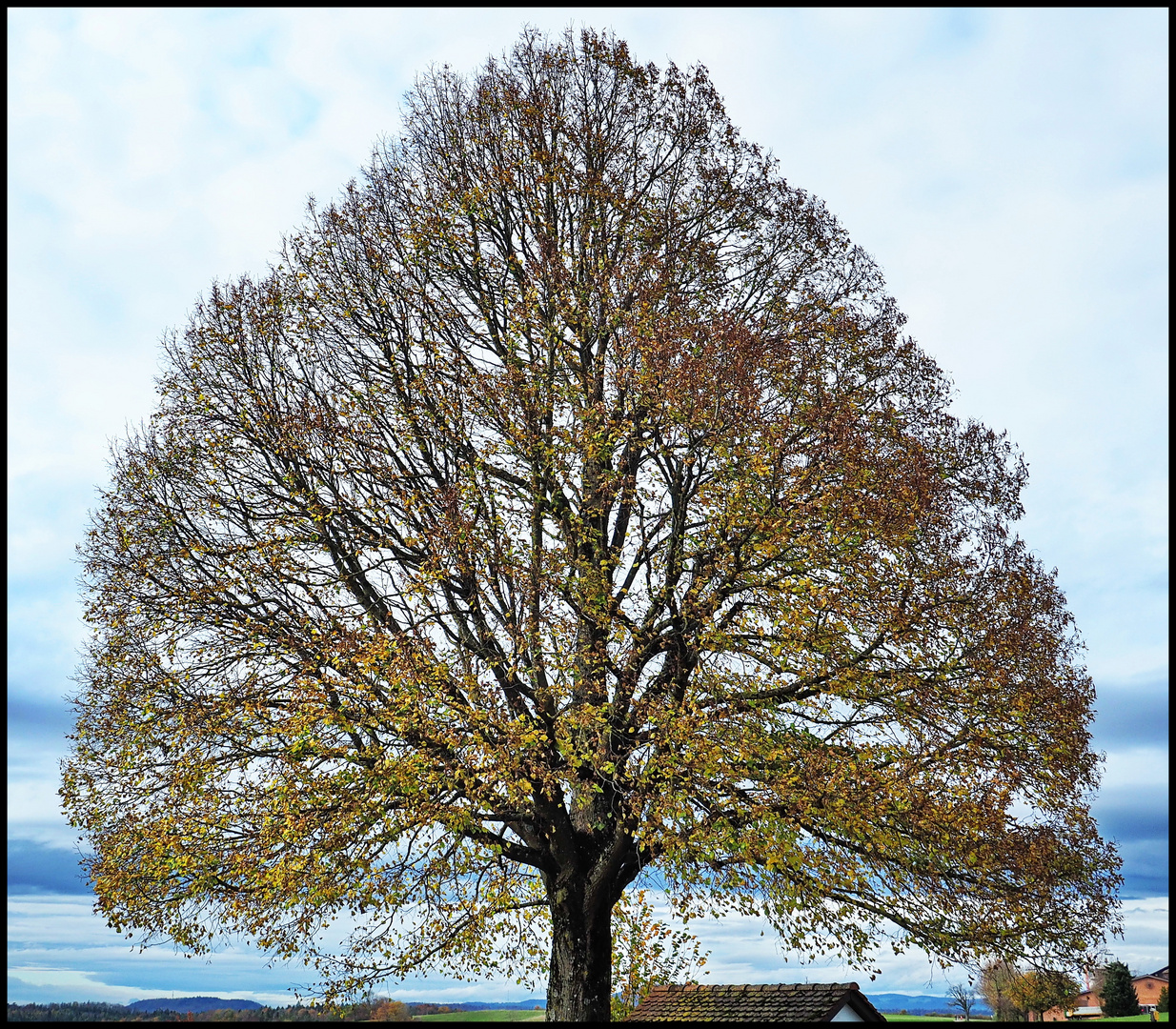 Junge Linde im Herbst (2)