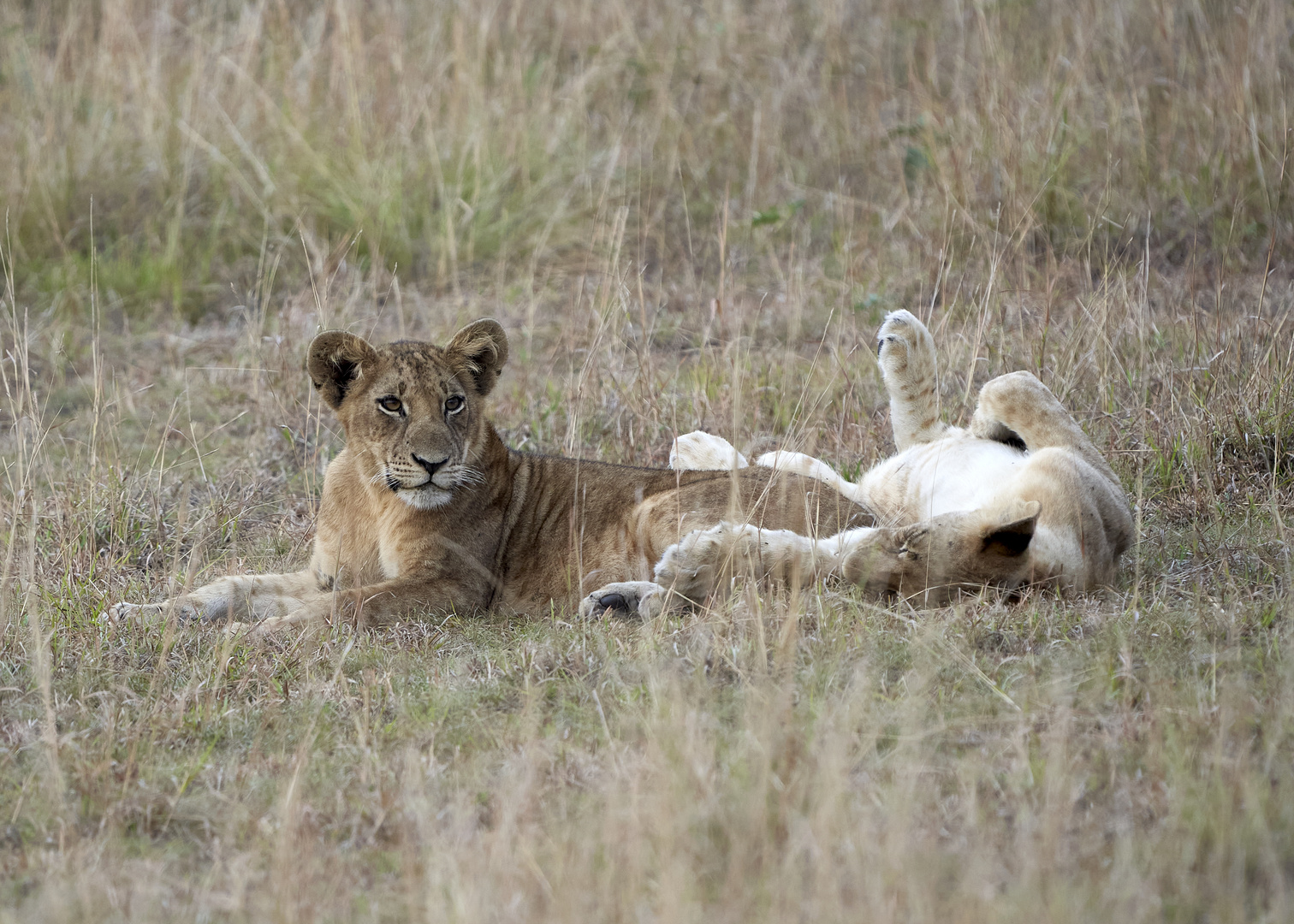 Junge Löwen im QE Nationalpark