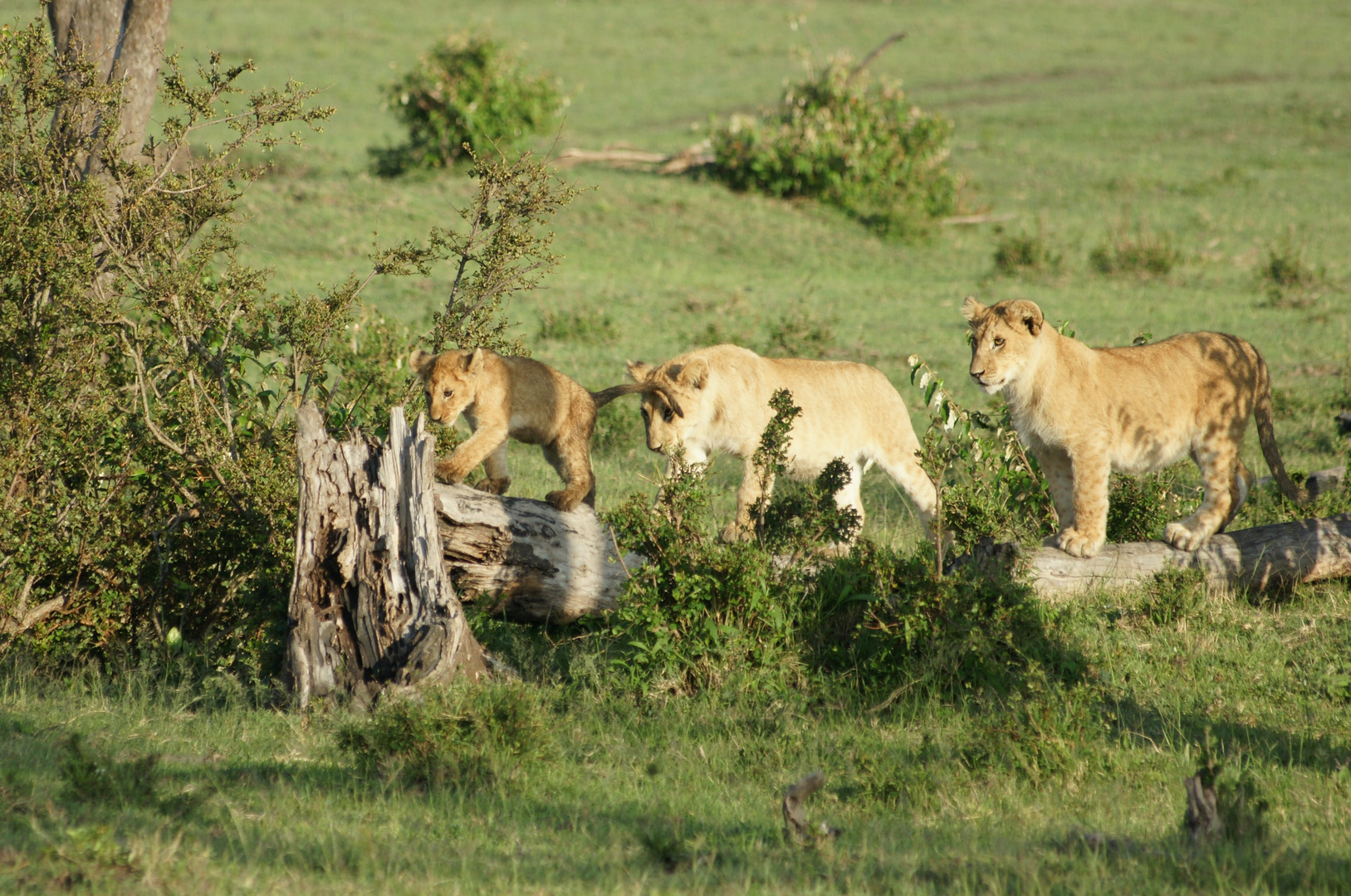 Junge Löwen in der Masai Mara, Kenya