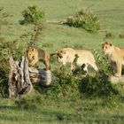 Junge Löwen in der Masai Mara, Kenya