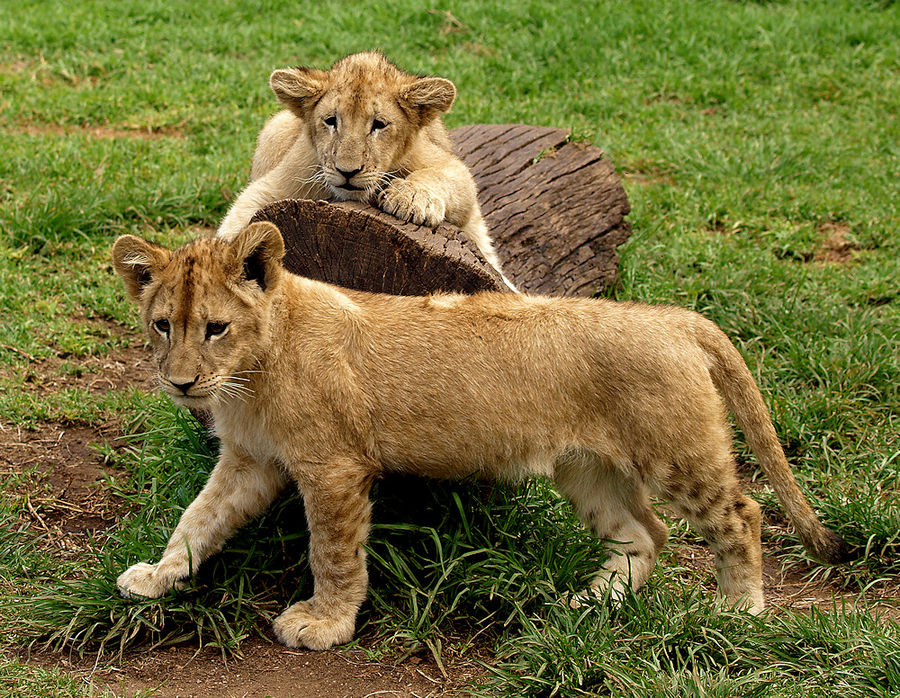 Junge Löwen - Südafrika