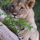 Junge Löwin auf der Harnas Farm Namibia