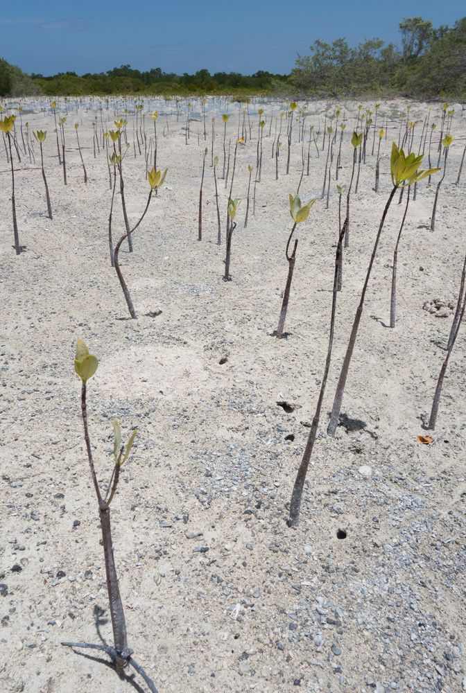 Junge Mangroven auf Olango Island - Philippinen