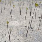 Junge Mangroven auf Olango Island - Philippinen