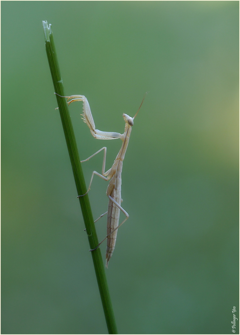 ~Junge Mantis~