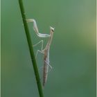 ~Junge Mantis~