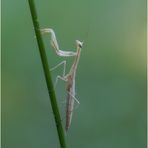 ~Junge Mantis~