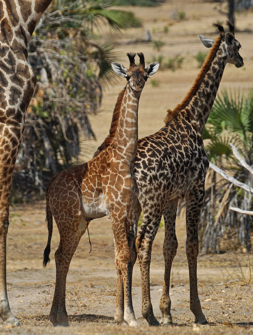 Junge Massai-Giraffe