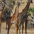 Junge Massai-Giraffe
