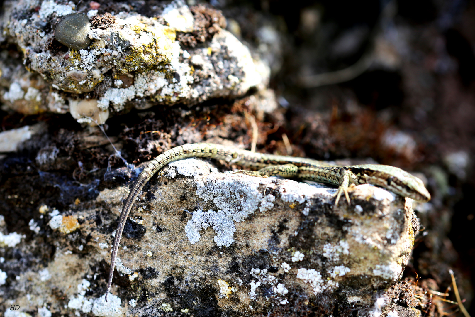 Junge Mauereidechse (Podarcis muralis)