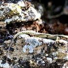 Junge Mauereidechse (Podarcis muralis)