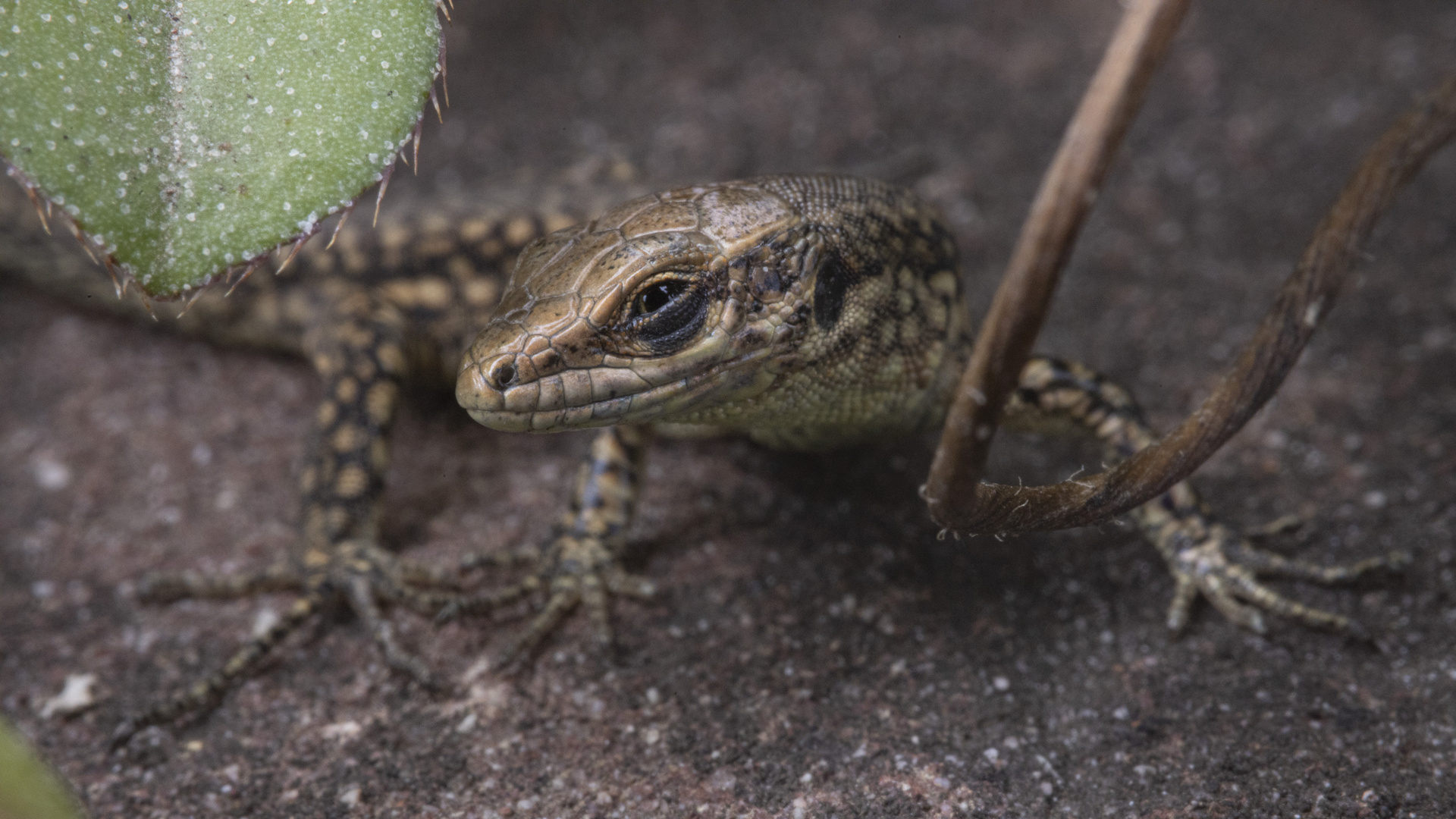  junge Mauereidechse (Podarcis muralis) f/22