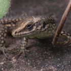  junge Mauereidechse (Podarcis muralis) f/22