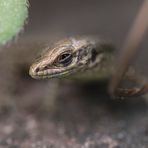  junge Mauereidechse (Podarcis muralis) f/4