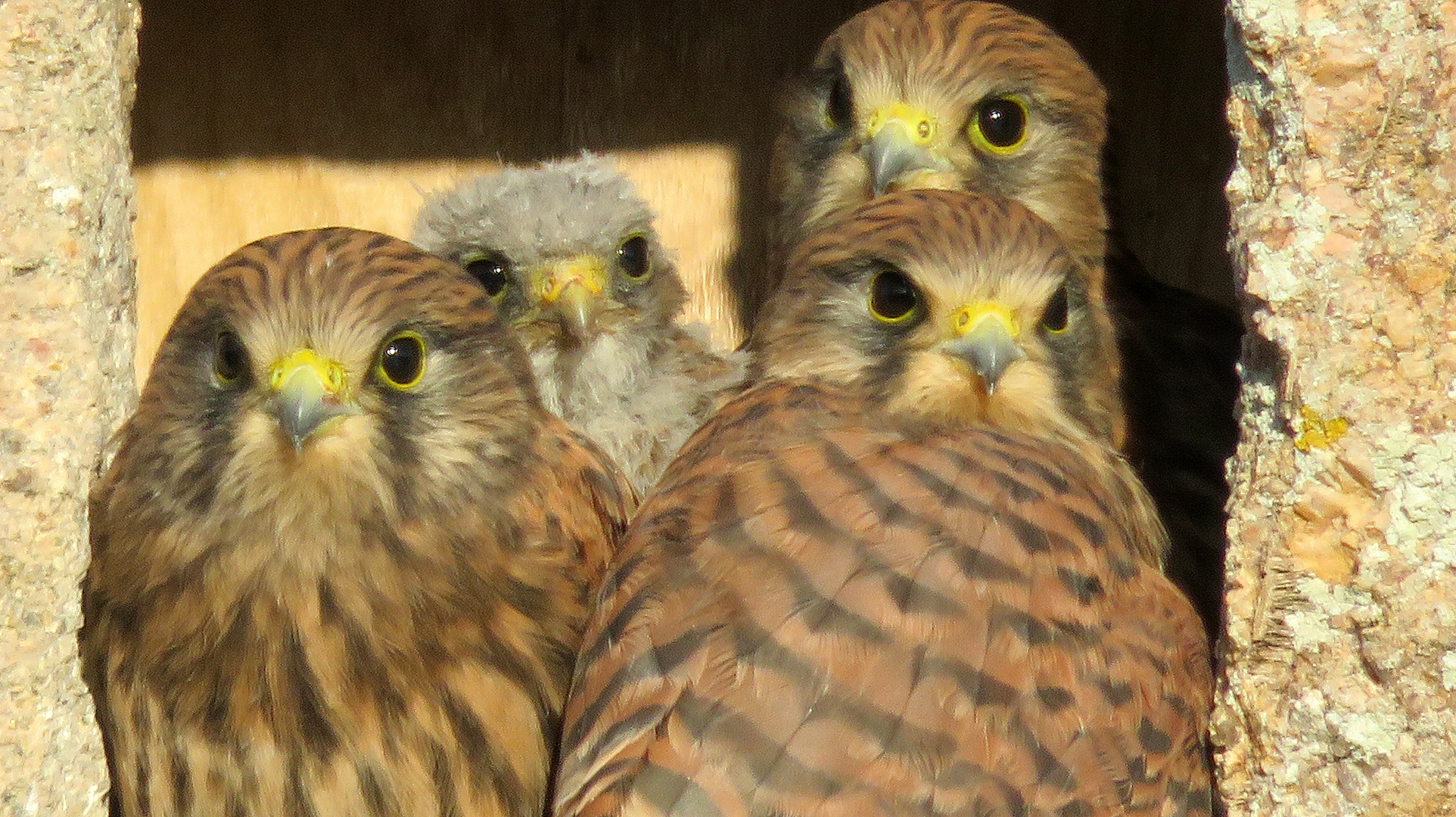 Junge Mauerfalken im Nest