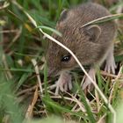 Junge Maus auf Erkundungstour