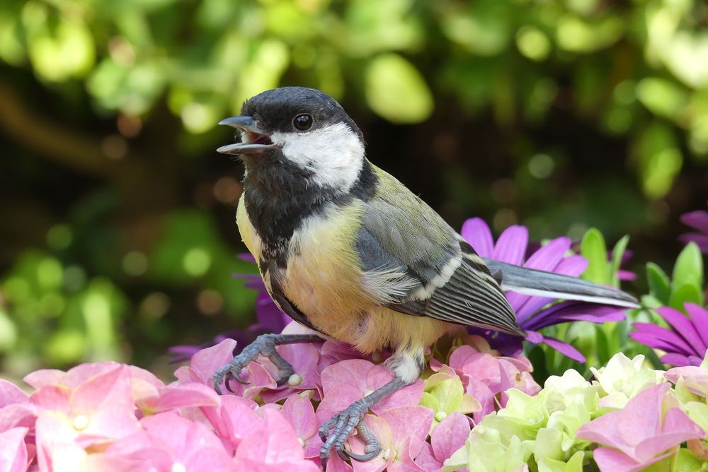 Junge Meise Foto & Bild tiere und insekten, natur, tiere Bilder auf